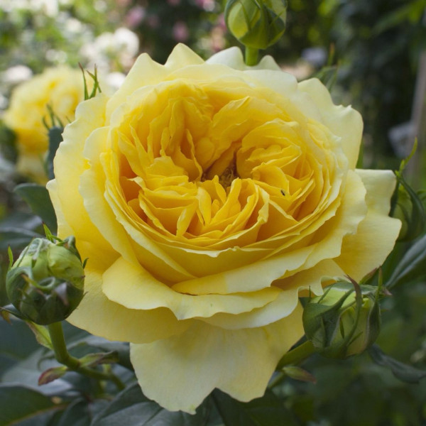 TOULOUSE LAUTREC® Meirevolt TOULOUSE LAUTREC® Meirevolt